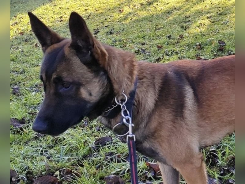 Asher ein Bildhübscher