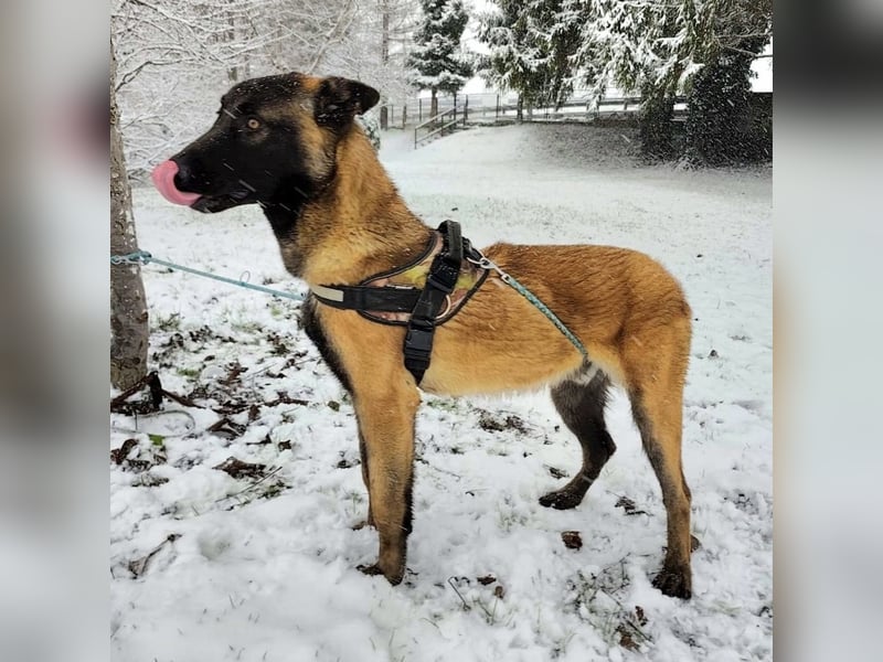 Ranger ein loyaler Freund fürs Leben