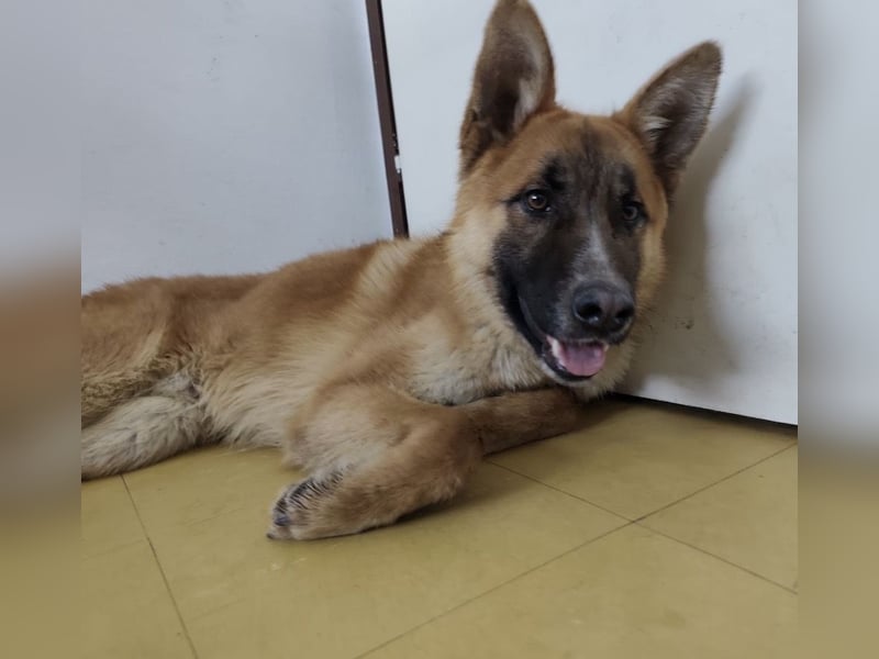 Boris ein wunderhübscher gutmütiger Rüde