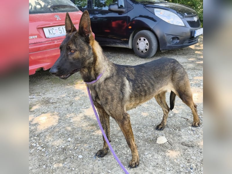 Linda ein Traumwesen