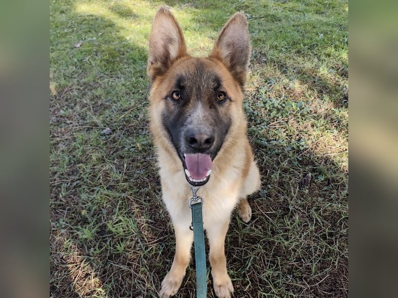 Boris ein wunderhübscher gutmütiger Rüde