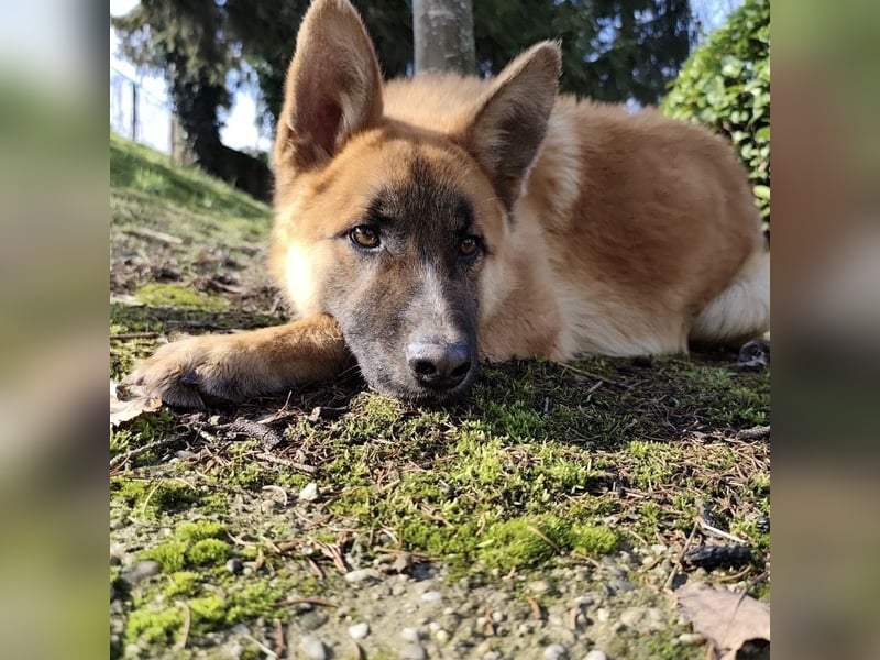 Boris ein wunderhübscher gutmütiger Rüde
