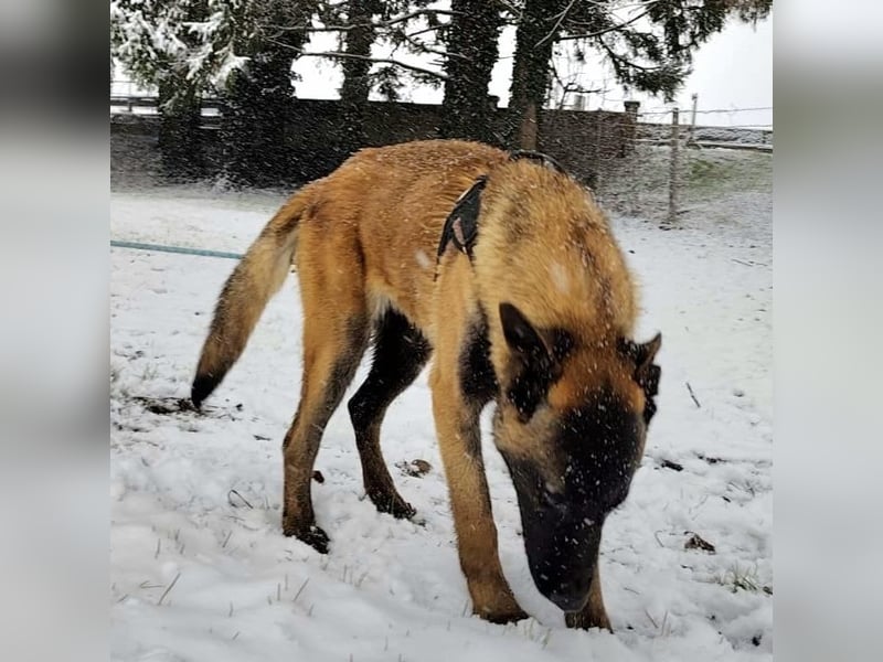 Ranger ein loyaler Freund fürs Leben