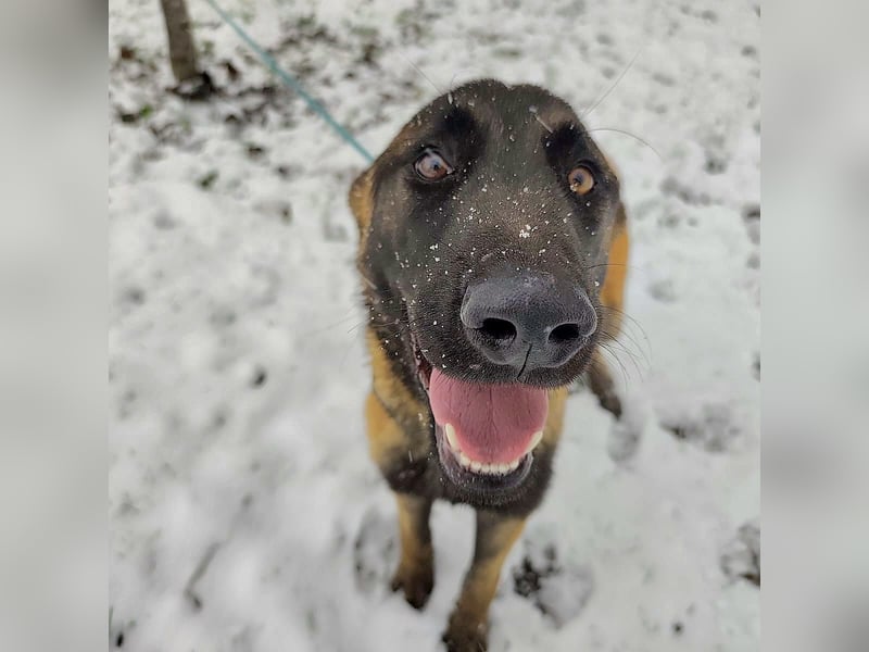 Ranger ein loyaler Freund fürs Leben