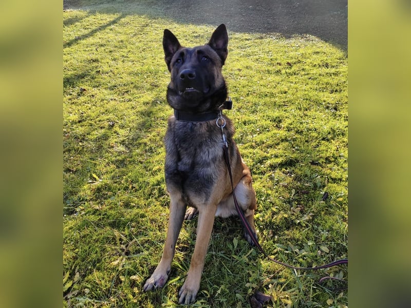 Asher ein Bildhübscher