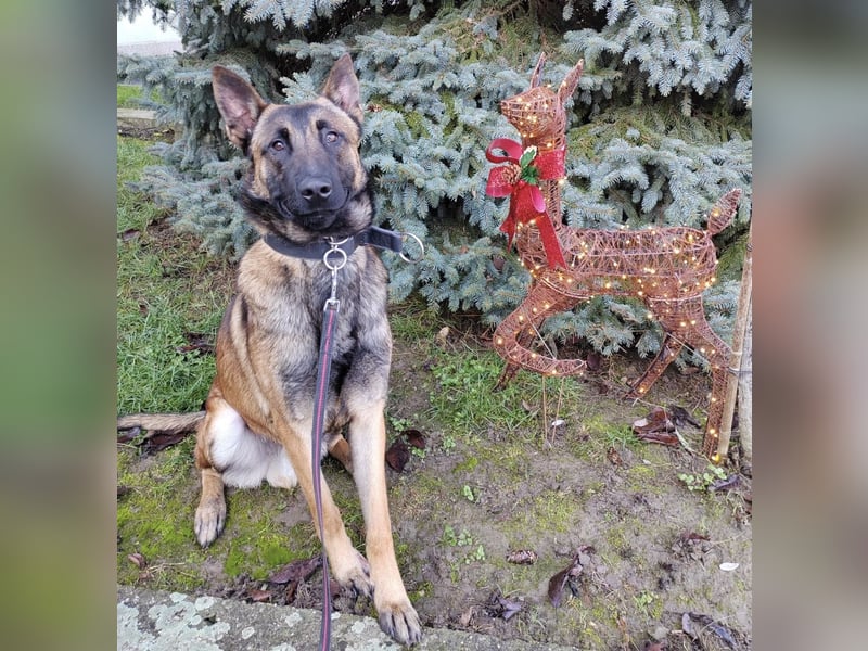 Asher ein Bildhübscher