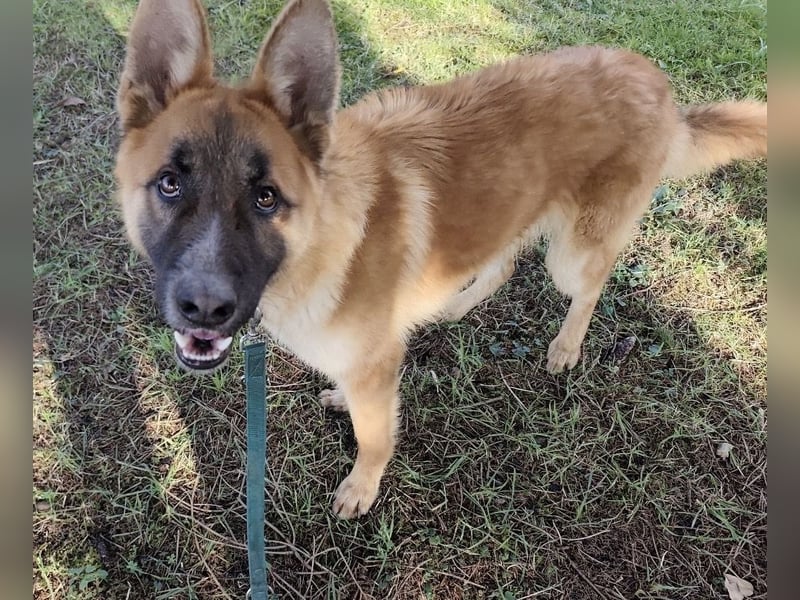 Boris ein wunderhübscher gutmütiger Rüde