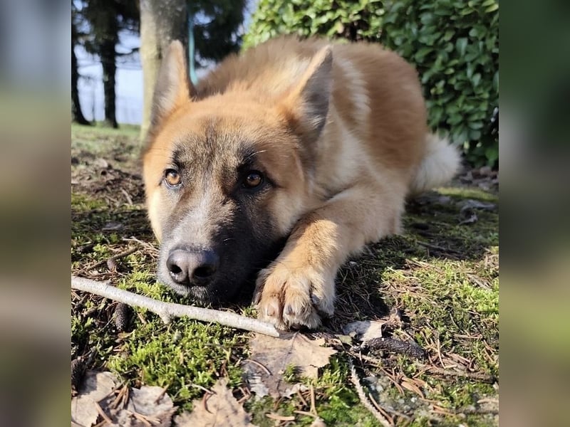 Boris ein wunderhübscher gutmütiger Rüde