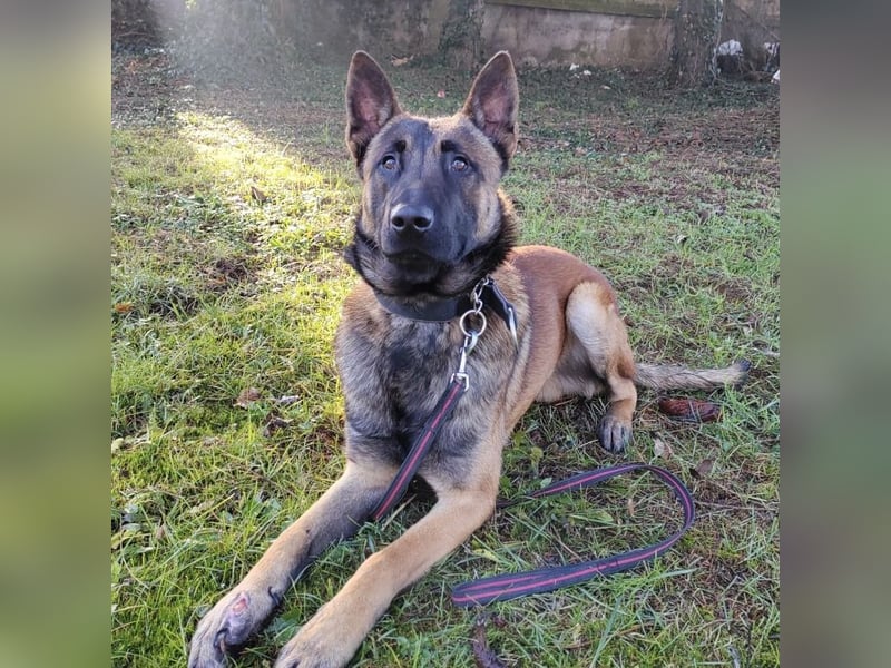 Asher ein Bildhübscher