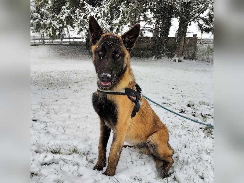 Ranger ein loyaler Freund fürs Leben