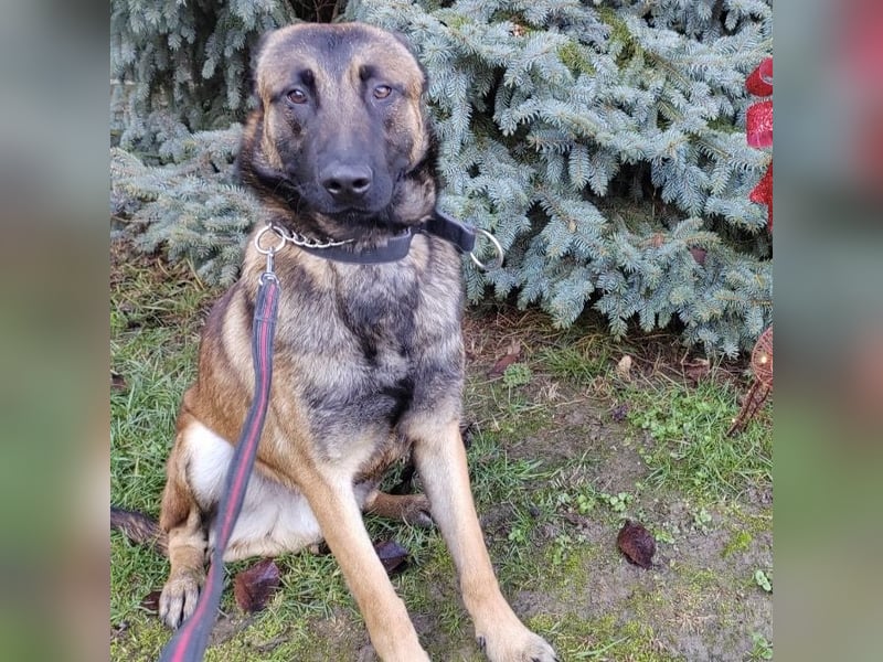 Asher ein Bildhübscher