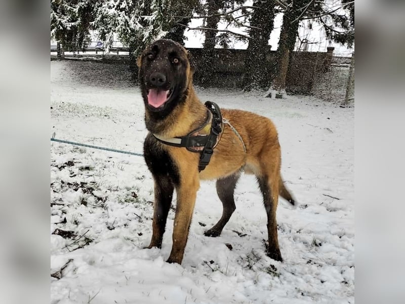 Ranger ein loyaler Freund fürs Leben