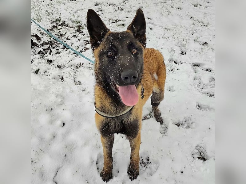 Ranger ein loyaler Freund fürs Leben