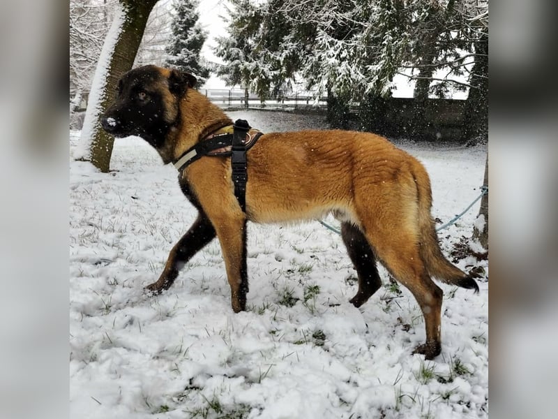 Ranger ein loyaler Freund fürs Leben