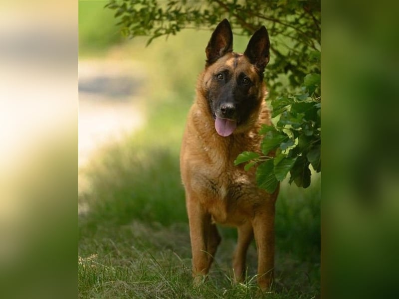 DORA - wer möchte der aktiven Seniorin viel Zeit und Liebe schenken?