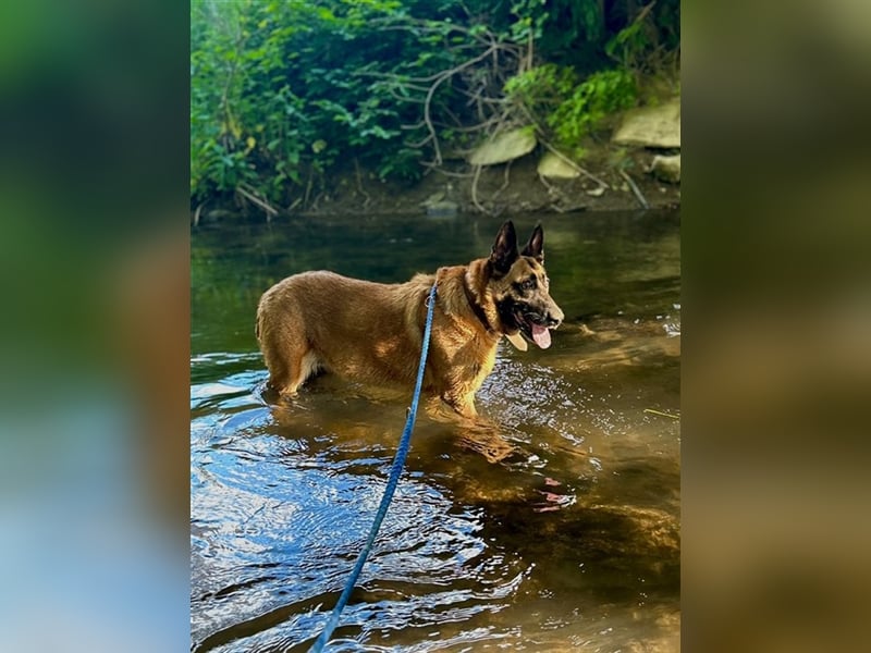 DORA - wer möchte der aktiven Seniorin viel Zeit und Liebe schenken?