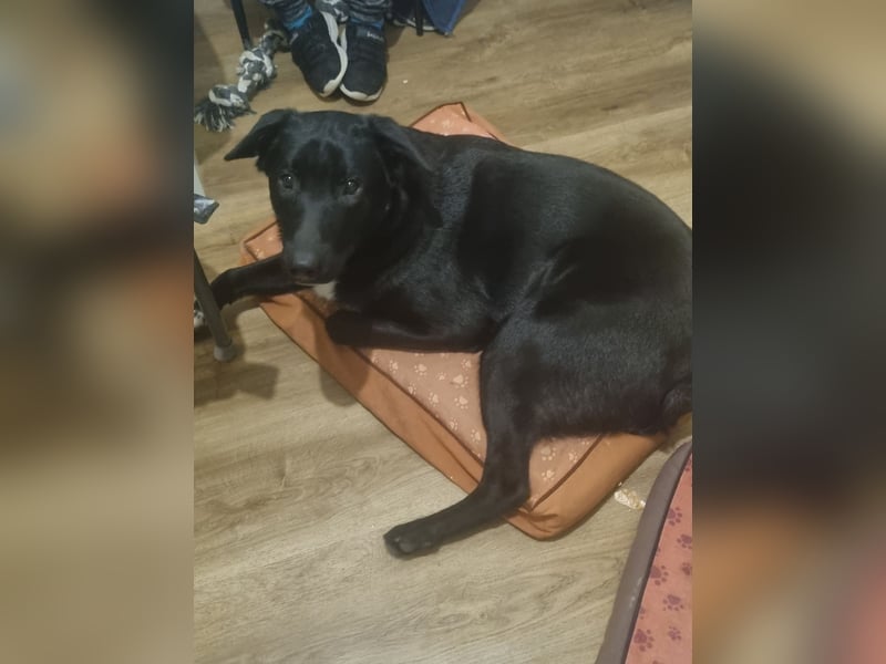 2 Hunde