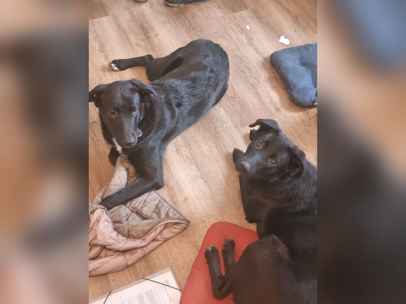 2 Hunde