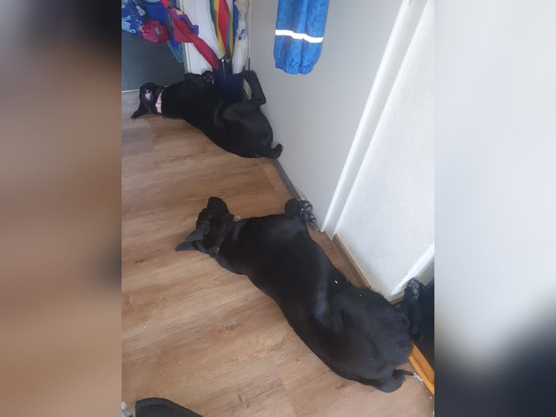 2 Hunde