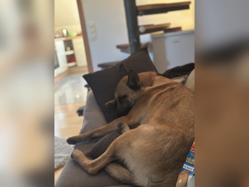 Malinois Hündin sucht neues Zuhause