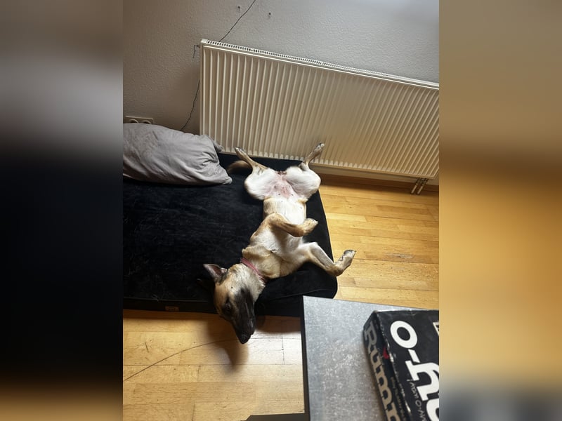 Malinois Hündin sucht neues Zuhause