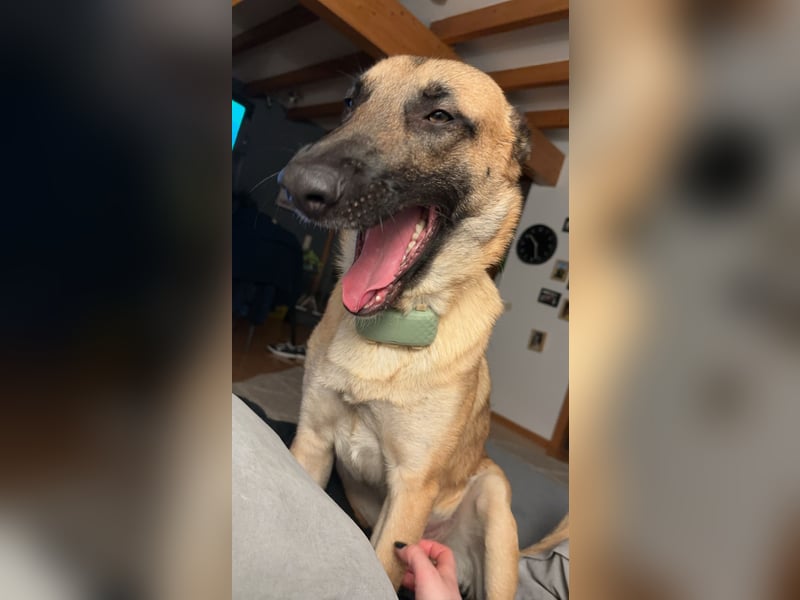 Malinois Hündin sucht neues Zuhause