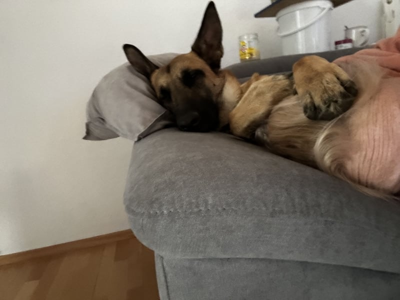 Malinois Hündin sucht neues Zuhause
