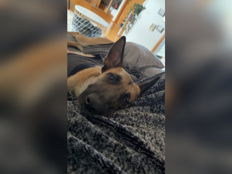Malinois Hündin sucht neues Zuhause