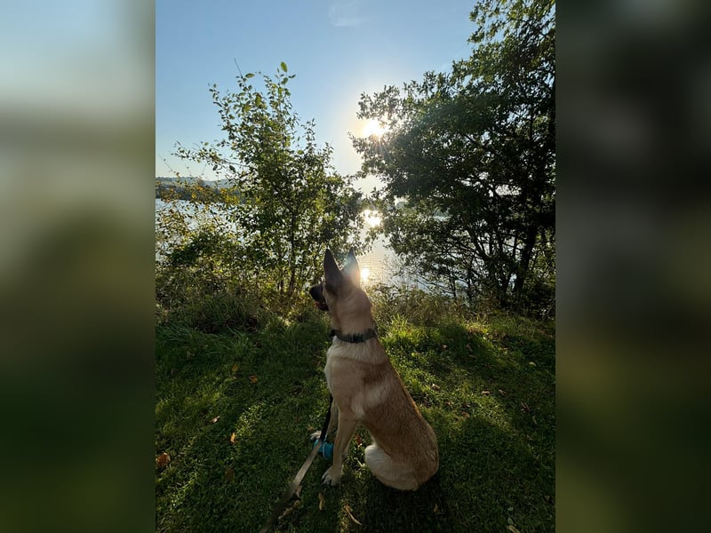 Malinois Hündin sucht neues Zuhause
