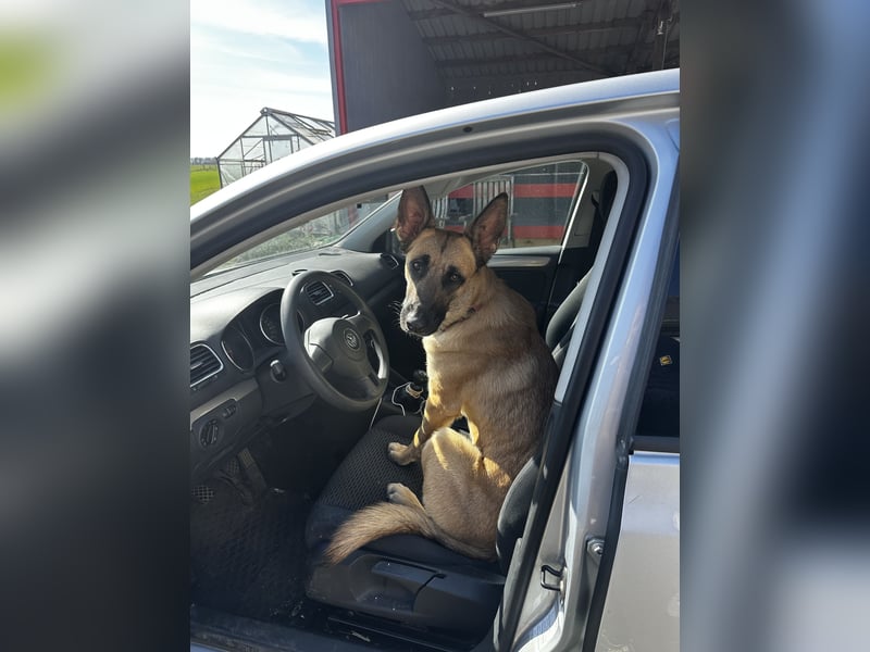 Malinois Hündin sucht neues Zuhause