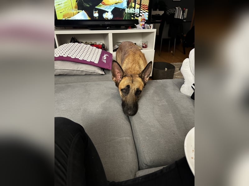 Malinois Hündin sucht neues Zuhause