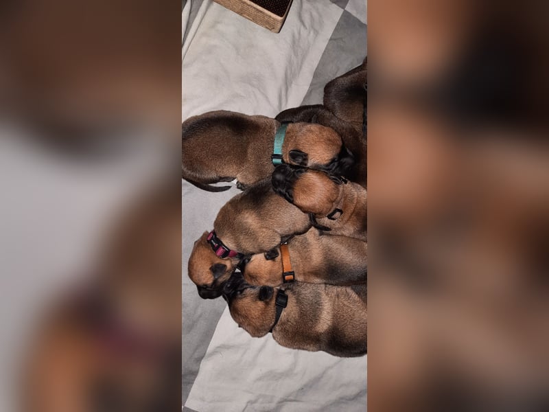NOCH 1 RÜDEN !!!!Wunderschöne Malinois /Belgischer Schäferhund  WELPEN