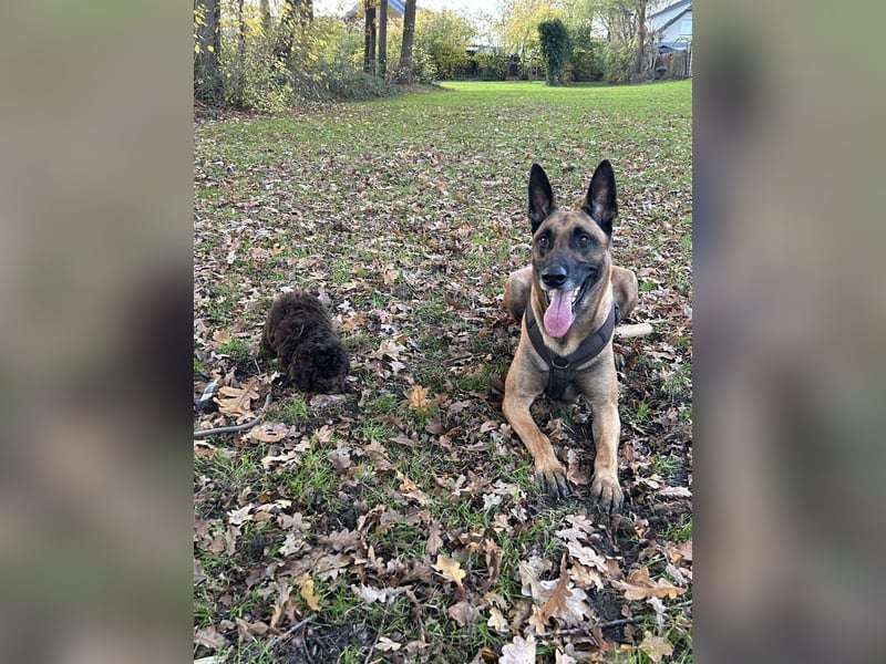 NOCH 1 RÜDEN !!!!Wunderschöne Malinois /Belgischer Schäferhund  WELPEN