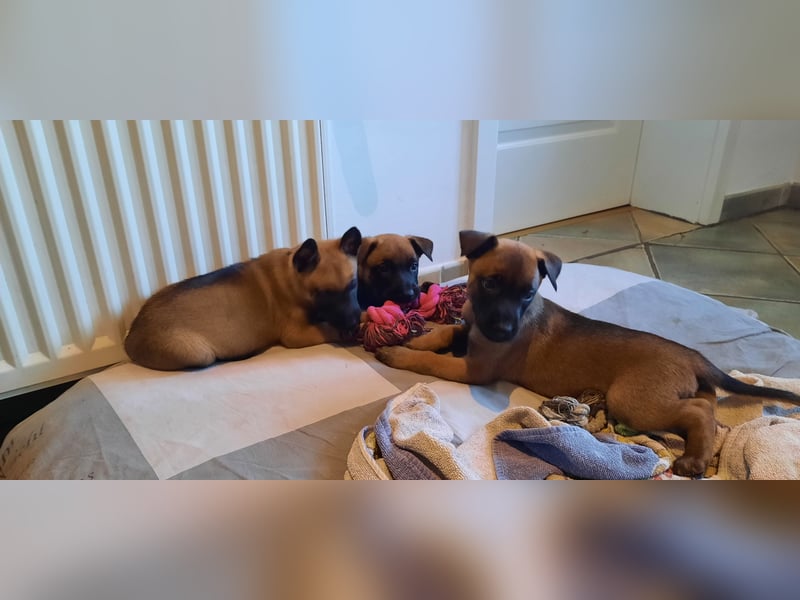 NOCH 1 RÜDEN !!!!Wunderschöne Malinois /Belgischer Schäferhund  WELPEN