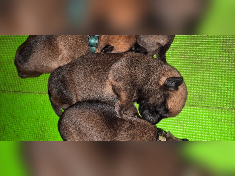 NOCH 1 RÜDEN !!!!Wunderschöne Malinois /Belgischer Schäferhund  WELPEN
