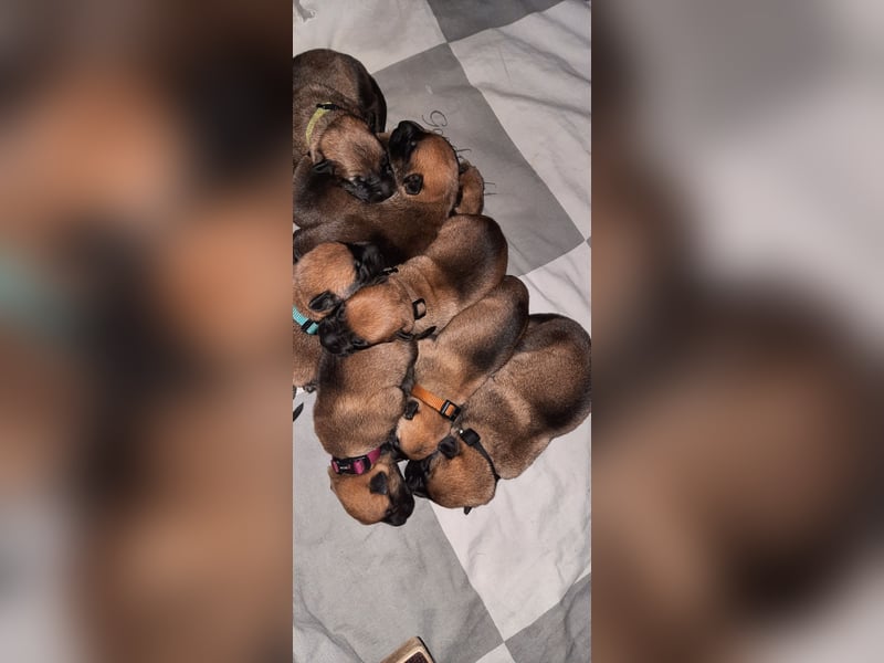 NOCH 1 RÜDEN !!!!Wunderschöne Malinois /Belgischer Schäferhund  WELPEN