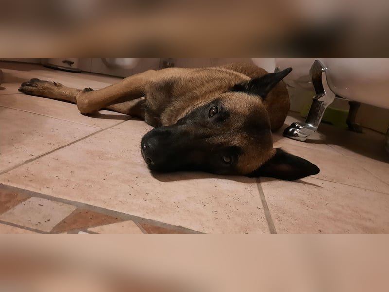 NOCH 1 RÜDEN !!!!Wunderschöne Malinois /Belgischer Schäferhund  WELPEN