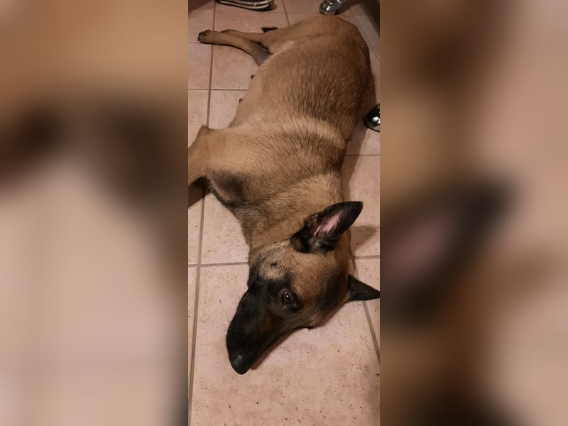 NOCH 1 RÜDEN !!!!Wunderschöne Malinois /Belgischer Schäferhund  WELPEN
