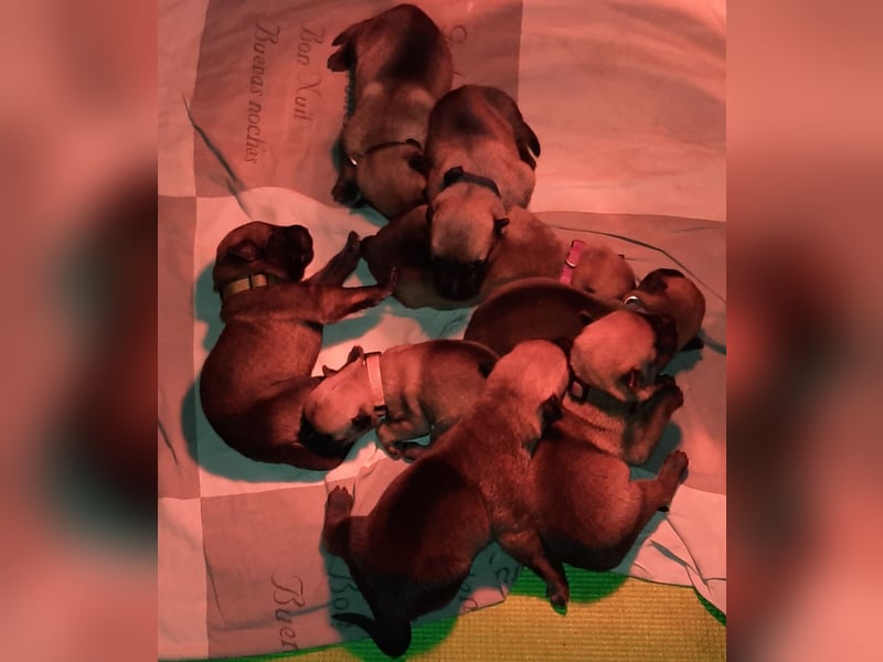 NOCH 1 RÜDEN !!!!Wunderschöne Malinois /Belgischer Schäferhund  WELPEN