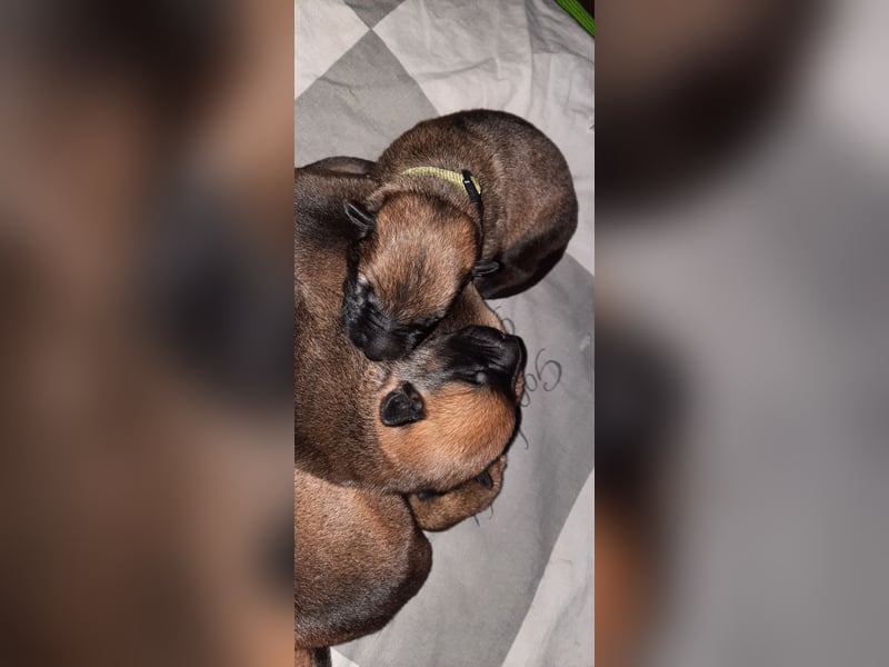NOCH 1 RÜDEN !!!!Wunderschöne Malinois /Belgischer Schäferhund  WELPEN