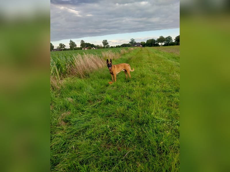NOCH 1 RÜDEN !!!!Wunderschöne Malinois /Belgischer Schäferhund  WELPEN