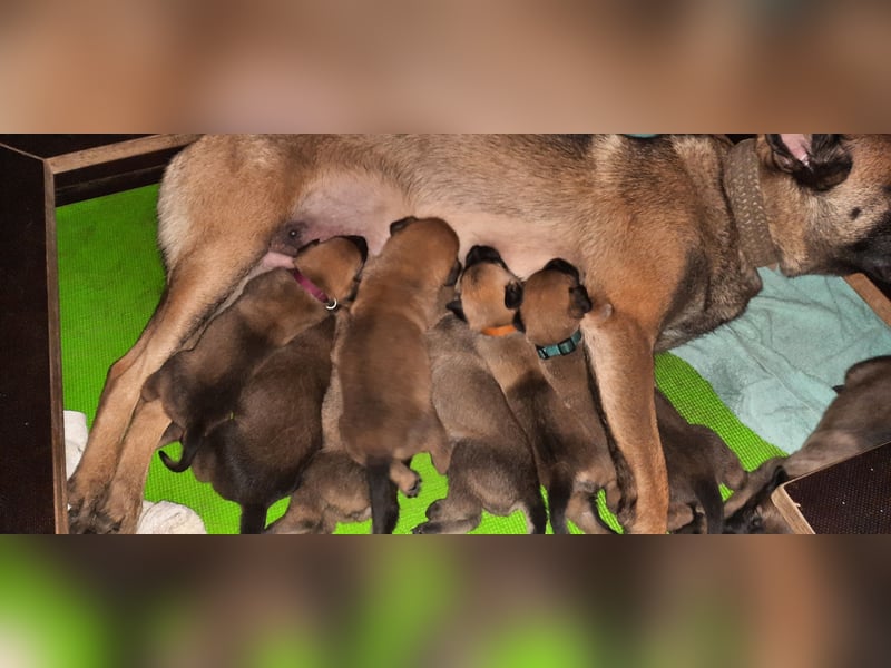 NOCH 1 RÜDEN !!!!Wunderschöne Malinois /Belgischer Schäferhund  WELPEN