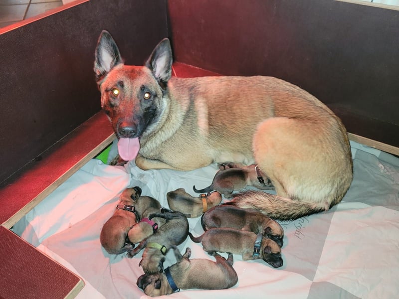 NOCH 1 RÜDEN !!!!Wunderschöne Malinois /Belgischer Schäferhund  WELPEN