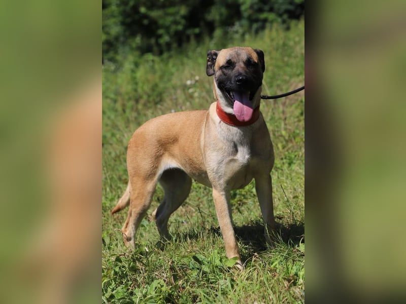 LUNA - die kluge, lernwillige und aufgeschlossene Hündin sucht ein tolles Für-Immer Zuhause