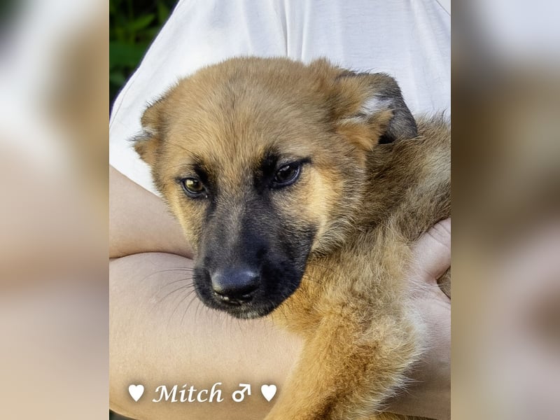 Drei wunderschöne belgische Schäferhundwelpen suchen ein Zuhause