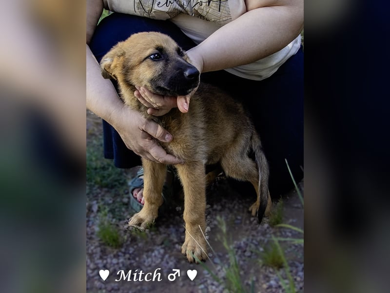 Drei wunderschöne belgische Schäferhundwelpen suchen ein Zuhause