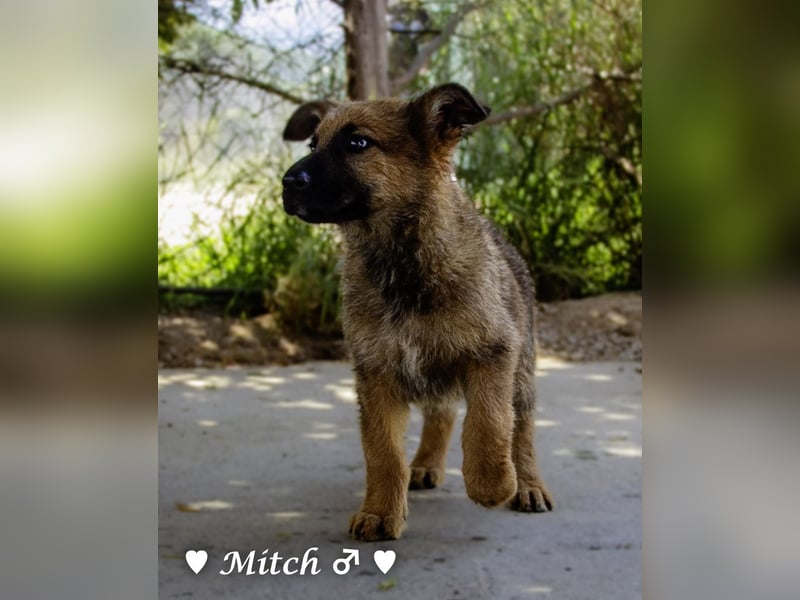 Drei wunderschöne belgische Schäferhundwelpen suchen ein Zuhause