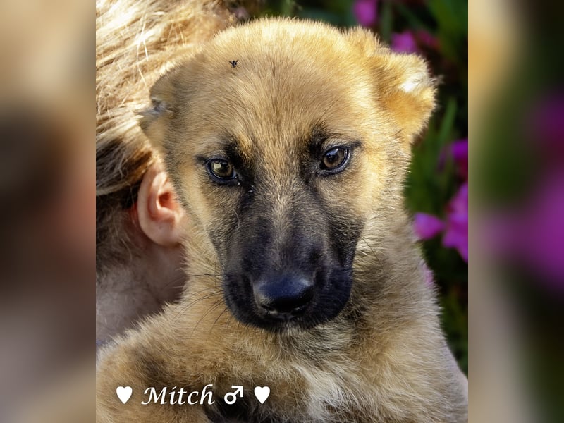 Drei wunderschöne belgische Schäferhundwelpen suchen ein Zuhause