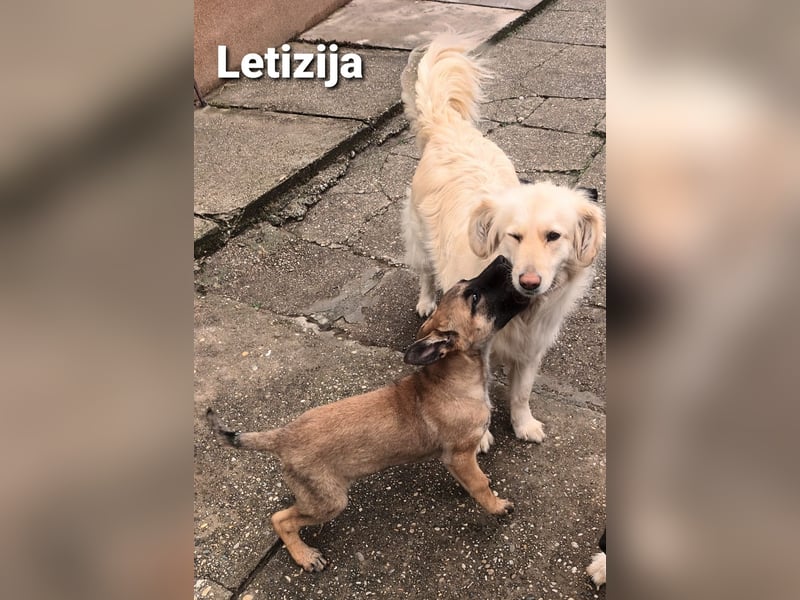 Letizija - Malinois Mix sucht passende Erziehungsberechtigte
