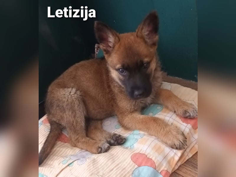 Letizija - Malinois Mix sucht passende Erziehungsberechtigte